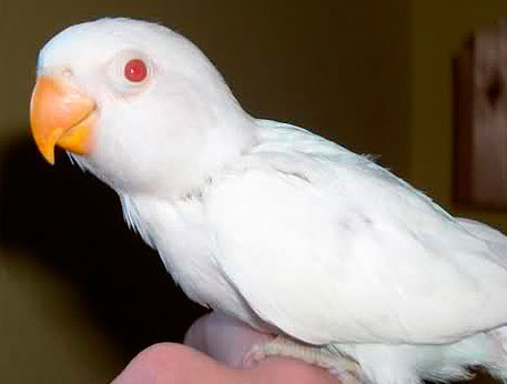 agaporni-fischer-albino