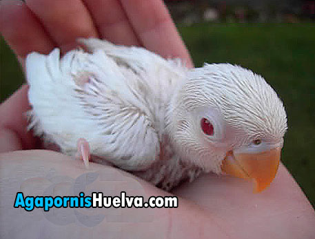 papillero-fischer-albino