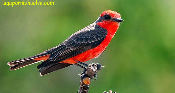 cardenalito-rojo