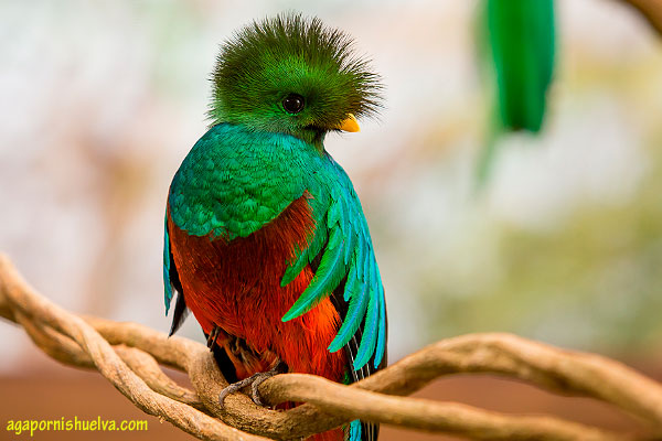 quetzal-precioso