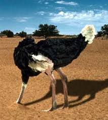 avestruces esconden cabeza