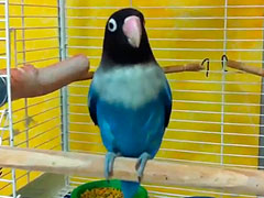 video de un agapornis personata azul cantando muy feliz