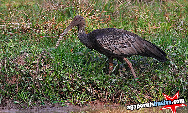 ibis gigante o Thaumatibis Gigantea