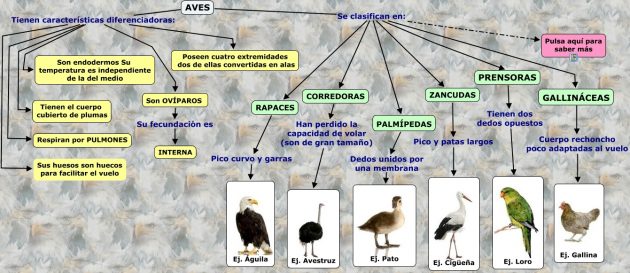 clasificacion aves