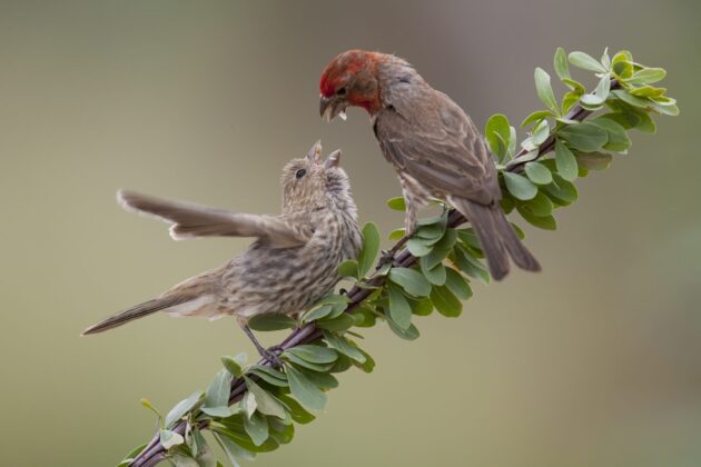 House Finches and House Sparrows
